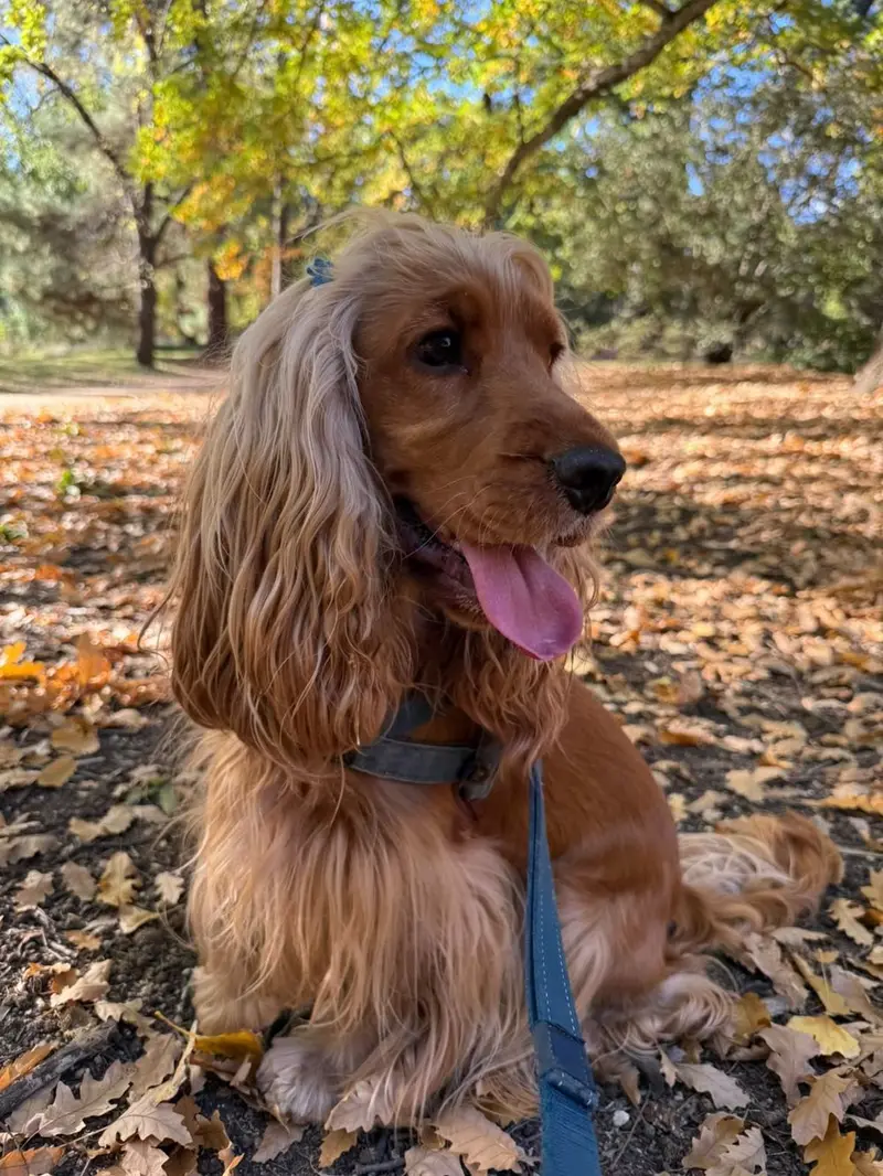 Brave Paws | Dog walking in Melbourne's West and Inner West