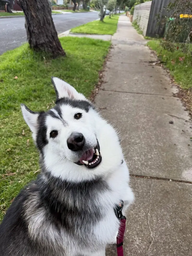 Brave Paws | Dog walking in Melbourne's West and Inner West