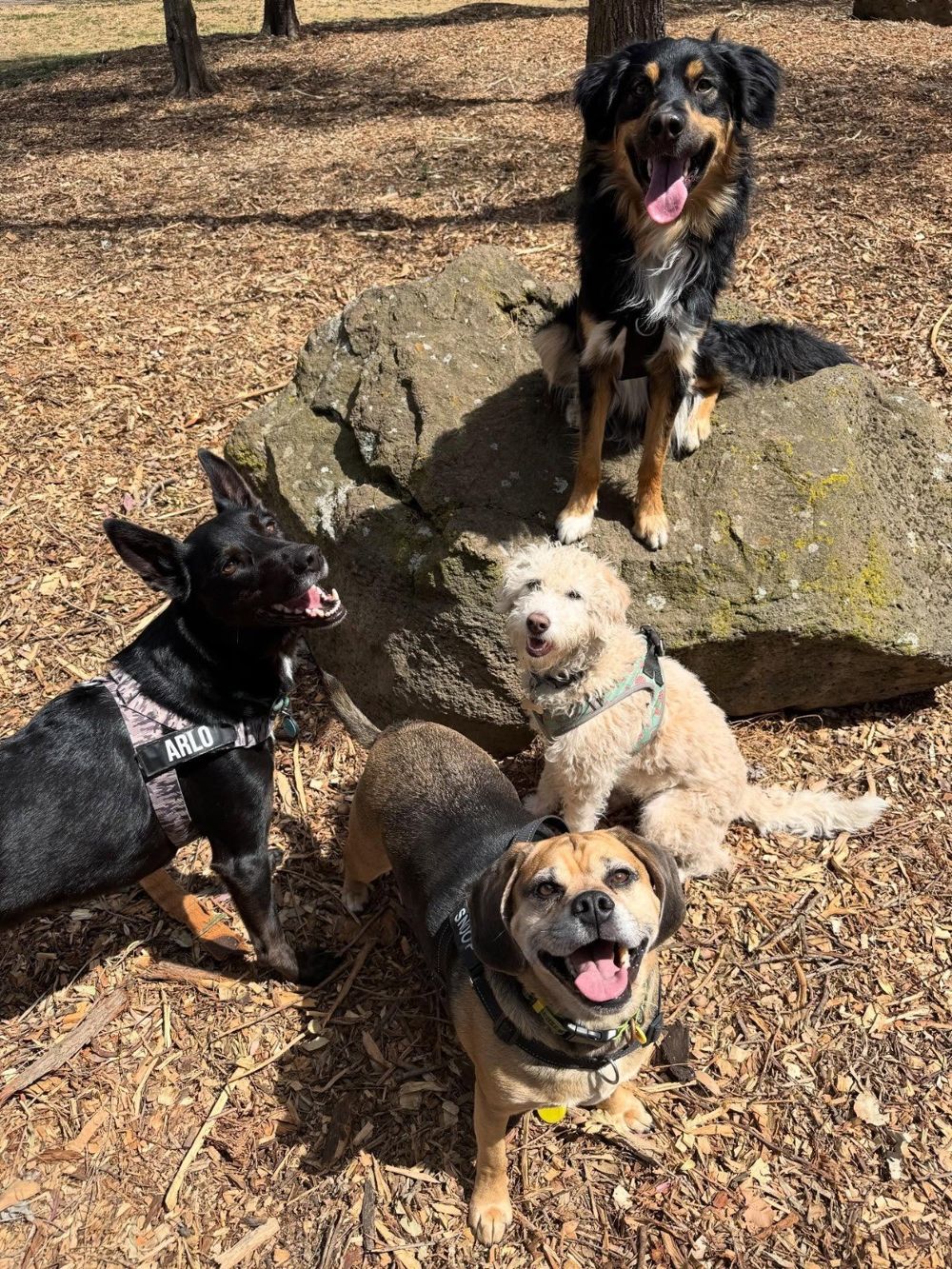 Brave Paws | Dog walking in Melbourne's West and Inner West