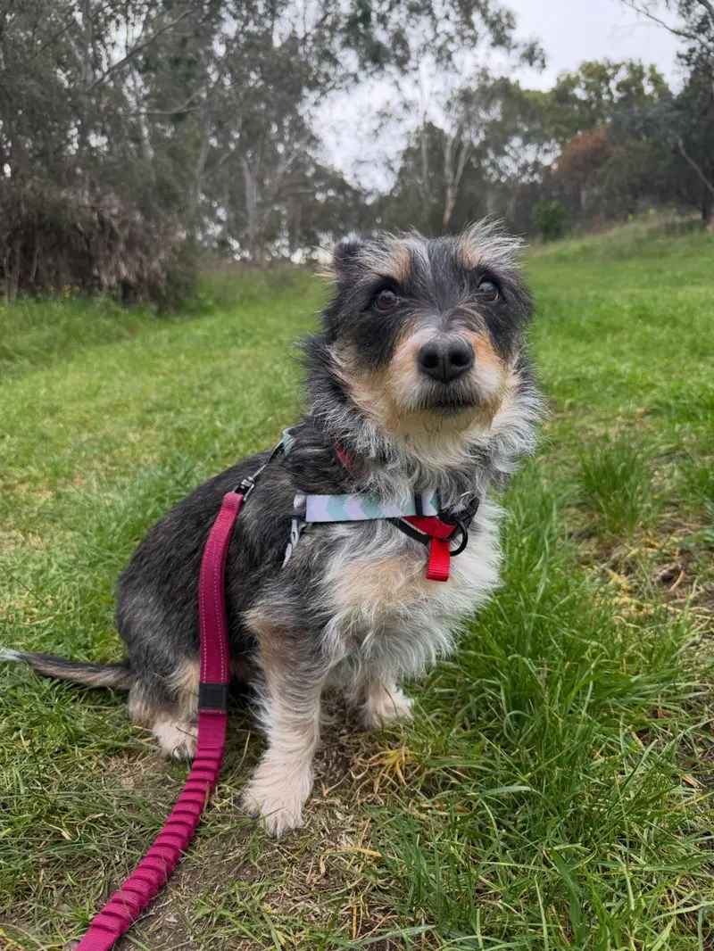 Brave Paws | Dog walking in Melbourne's West and Inner West