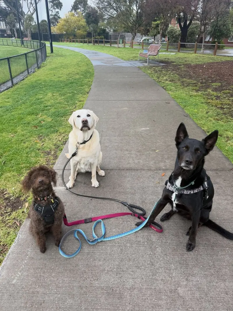 A brown poodle, a cream Labrador and a black dog sitting together on a park path