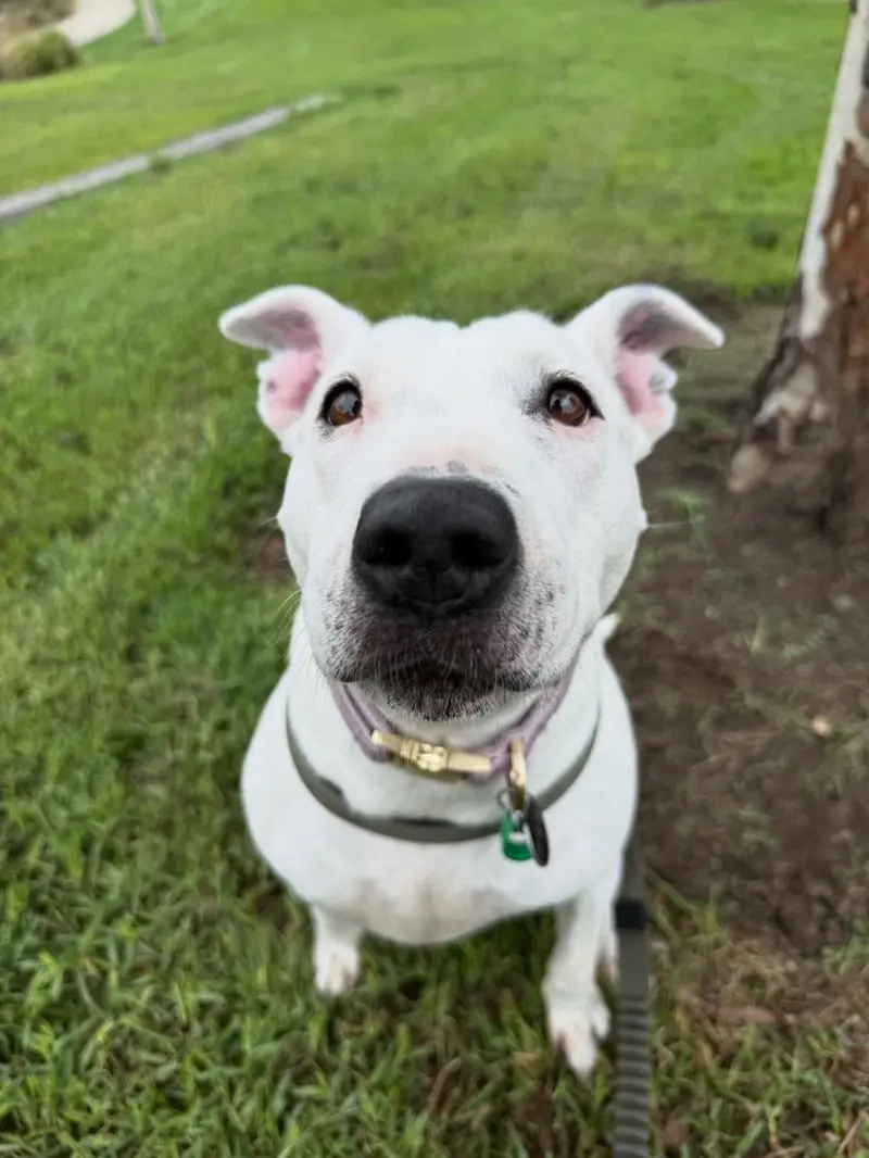 Brave Paws | Dog walking in Melbourne's West and Inner West